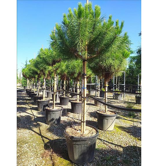 Pinus Pinea C70 Lit. Na Steblu 200 cm; 14/16 cm (ZEL)