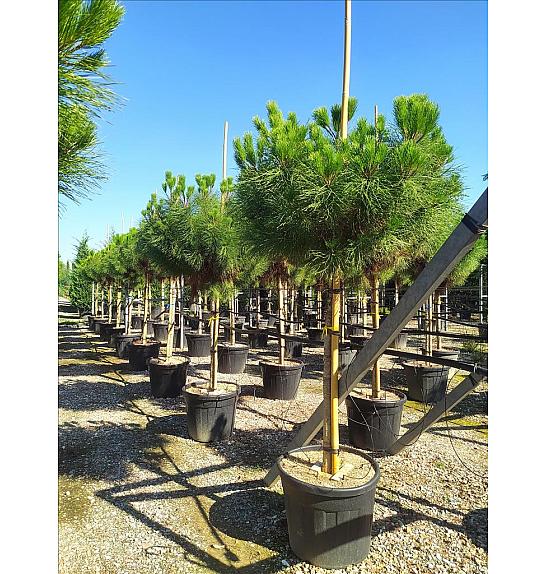 Pinus Pinea C70 Lit. Na Steblu 200 cm; 16/18 cm (ZEL)