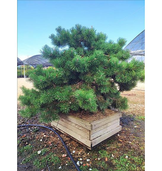 Pinus Sylv. Hillside Creeper C500 Lit. 100-125 cm; Krošnja 100/125 cm; Bonsai (ZEL)