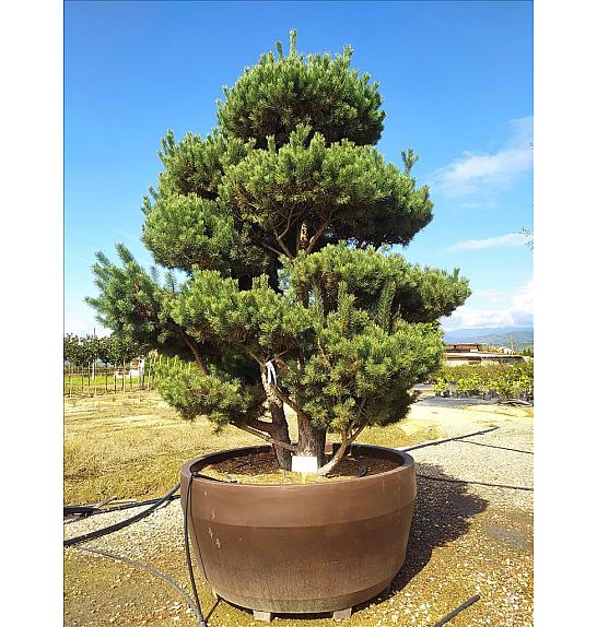 Pinus Sylvestris C1650 Lit. 300-350 cm; Krošnja 250/300 cm; Bonsai (ZEL)