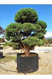 Pinus Sylvestris C500 Lit. 250-300 cm; Krošnja 200/250 cm; Bonsai (ZEL)