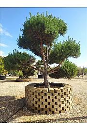Pinus Sylvestris C500 Lit. 250-300 cm; Krošnja 300/350 cm; Bonsai (ZEL)