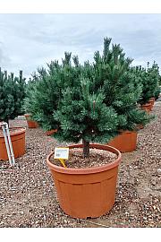 Pinus Sylvestris Nana (= Watereri) C180 Lit. Na Steblu 50 cm 20/25 cm Krošnja 125/150 cm (ZEL)
