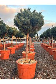 Pinus Sylvestris Nana (= Watereri) C70 Lit. Na Steblu 100 cm; Krošnja 80/100 cm (ZEL)