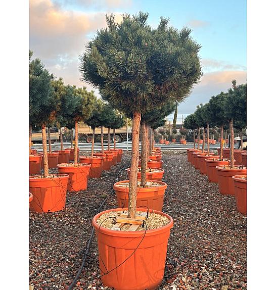 Pinus Sylvestris Nana (= Watereri) C70 Lit. Na Steblu 100 cm; Krošnja 80/100 cm (ZEL)