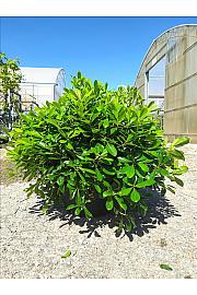 Pittosporum Tob. Nana C18 Lit. 40-60 cm; Krošnja 40/60 cm (ZEL)
