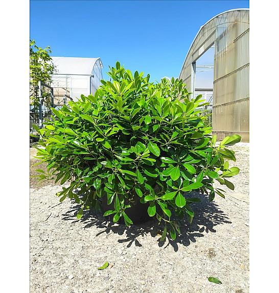 Pittosporum Tob. Nana C18 Lit. 40-60 cm; Krošnja 40/60 cm (ZEL)
