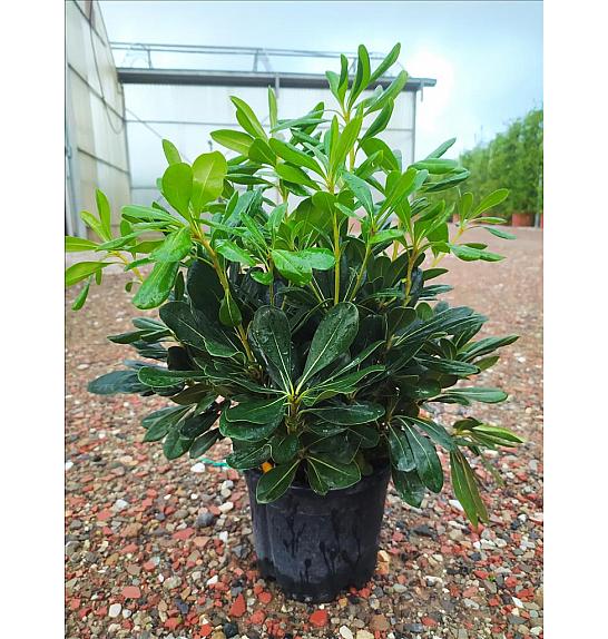 Pittosporum Tobira C3 Lit. 40-60 cm (ZEL)