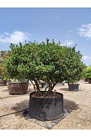 Prunus Laur. Otto Luyken C500 Lit. 200-250 cm Krošnja 300/350 cm (ZEL)