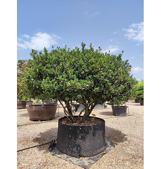 Prunus Laur. Otto Luyken C500 Lit. 200-250 cm Krošnja 300/350 cm (ZEL)