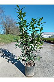 Prunus Laurocerasus Novita C10 Lit. 80-100 cm (ZEL)