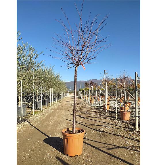Prunus Nipponica Ruby C25 Lit. Na Steblu 100 cm; 10/12 cm (ZEL)