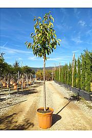 Prunus Serr. Erecta Amanogawa C25 Lit. Na Steblu 100 cm; 10/12 cm (ZEL)