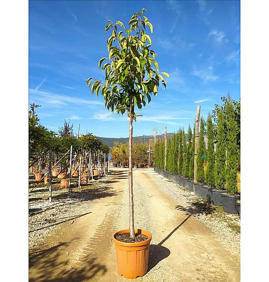 Prunus Serr. Erecta Amanogawa C25 Lit. Na Steblu 100 cm; 10/12 cm (ZEL)