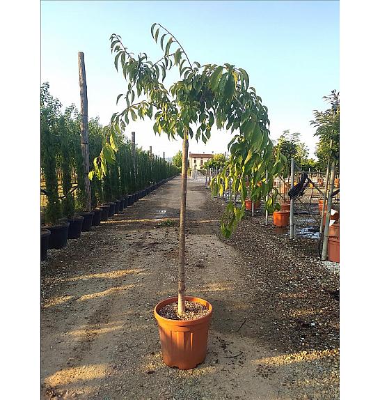 Prunus Serr. Kikushidare Sakura C25 Lit. Na Steblu 100 cm; 10/12 cm (ZEL)