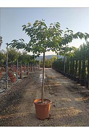 Prunus Serr. Shimidsu C25 Lit. Na Steblu 100 cm; 10/12 cm (ZEL)