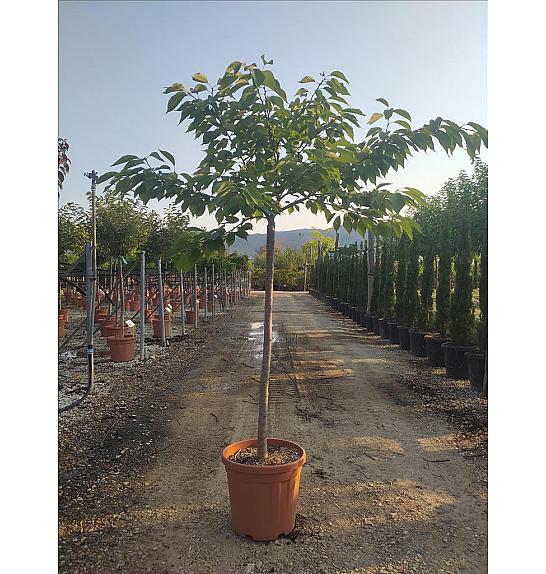 Prunus Serr. Shimidsu C25 Lit. Na Steblu 100 cm; 10/12 cm (ZEL)