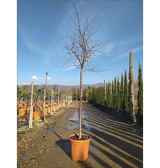 Prunus Subh. Autumnalis Rosea C25 Lit. Na Steblu 100 cm cm; 10/12 cm (ZEL)