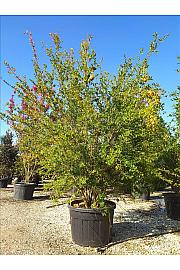 Punica Granatum C150 Lit. 300-350 cm (ZEL)