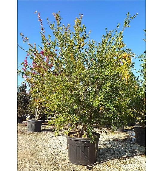 Punica Granatum C150 Lit. 300-350 cm (ZEL)