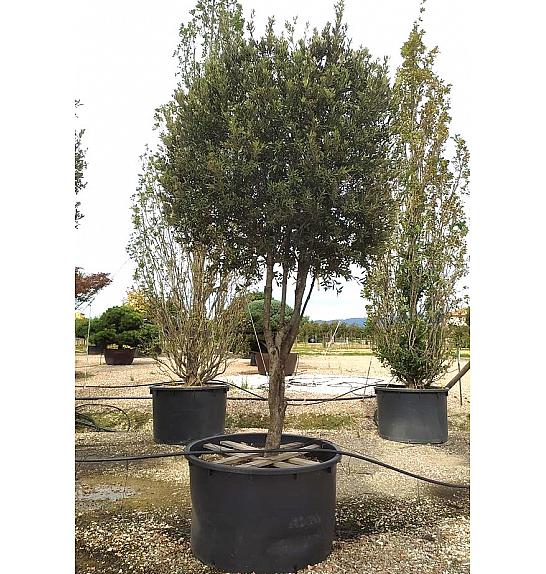 Quercus Ilex  C600 Lit. 300-350 cm (ZEL)