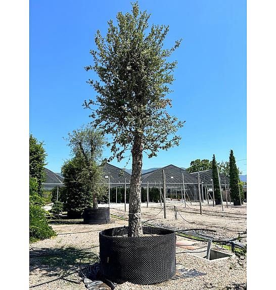 Quercus Suber C500 Lit. Na Steblu 200 cm; 90/100 cm (ZEL)