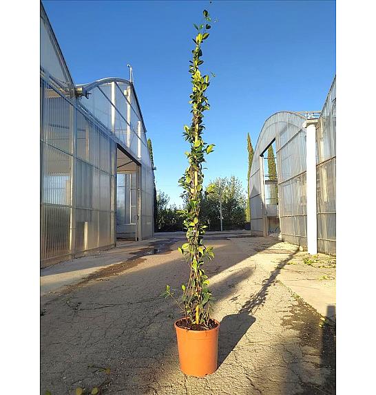 Rhyncospermum (=Trachelospermum) Jasminoides C10 Lit. 175-200 cm (ZEL)