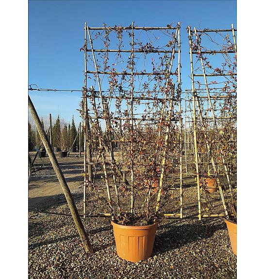 Trachelospermum Jasminoides C130 Lit. 250-300 cm; Bambus špalir (ZEL)