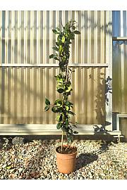 Rhyncospermum (=Trachelosperum) Jasminoides C2 Lit. 80-100 cm (ZEL)