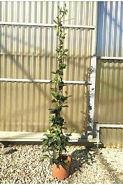 Rhyncospermum (=Trachelosperum) Jasminoides C3 Lit. 125-150 cm (ZEL)