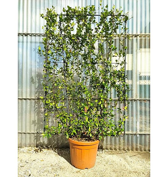 Trachelospermum Jasminoides C55 Lit. 150-175 cm; Špalir (ZEL)