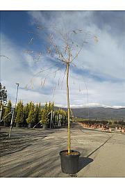 Salix Babylonica Aurea C45 Lit. Na Steblu 200 cm; 12/14 cm (ZEL)