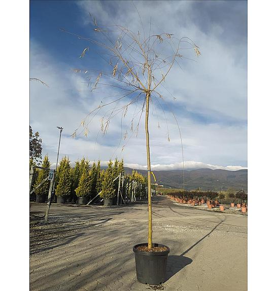 Salix Babylonica Aurea C45 Lit. Na Steblu 200 cm; 12/14 cm (ZEL)