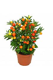 Solanum Pseudocapsicum Ø 12