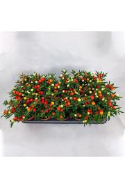Solanum Pseudocapsicum Ø12