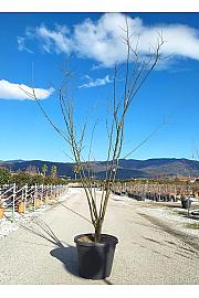 Sophora Japonica C90 Lit. 250-300 cm; Večstebelni (ZEL)