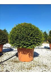 Taxus Baccata C110 Lit. Krošnja 100/125 cm Krogla (ZEL)