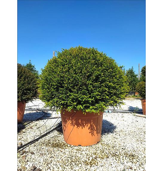 Taxus Baccata C110 Lit. Krošnja 100/125 cm Krogla (ZEL)
