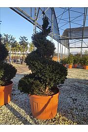 Taxus Baccata C150 Lit. 175-200 cm; Spirala (ZEL)