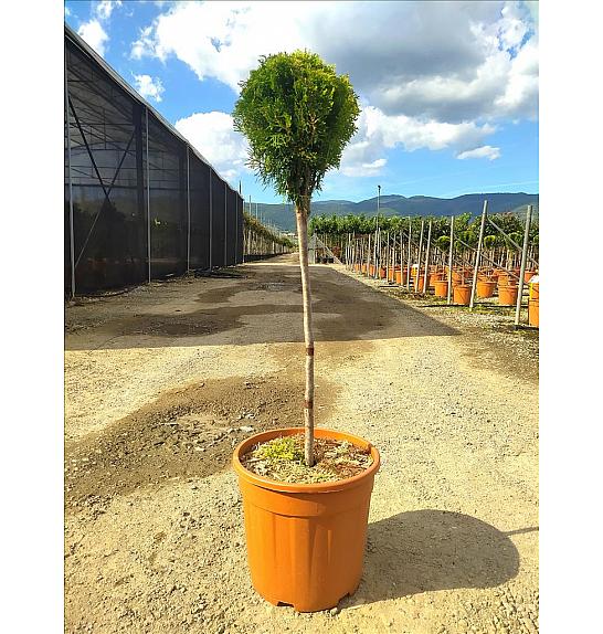 Thuja Or. Nana Aurea C18 Lit. Na Steblu 50 cm (ZEL)