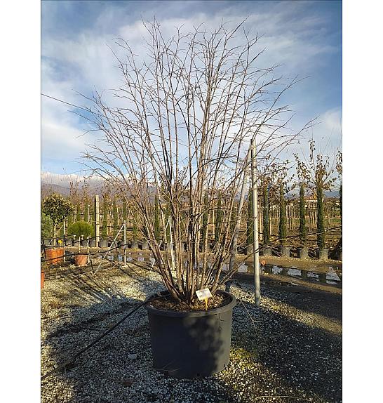 Tilia Tomentosa C375 Lit. 300-350 cm; Večstebelni (ZEL)