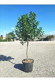 Viburnum Tinus Eve Price  C5 Lit. Na Steblu 50 cm (ZEL)