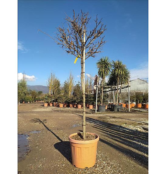 Wisteria Brach.Golden King C35 Lit. Na Steblu 100 cm; 8/10 cm (ZEL)