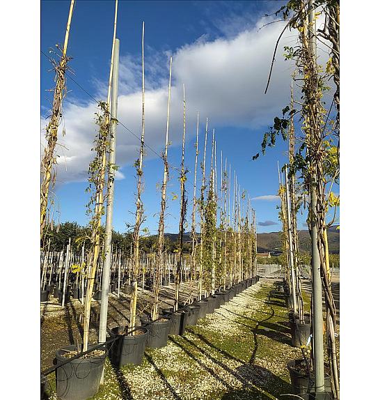 Wisteria Cascade C90 Lit. 500-600 cm (ZEL)