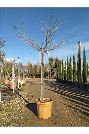 Wisteria Flor. Lawrence C25 Lit. Na Steblu 100 cm; 6/8 cm (ZEL)