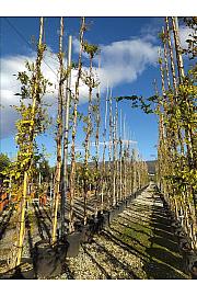 Wisteria Mercury C90 Lit. 500-600 cm (ZEL)