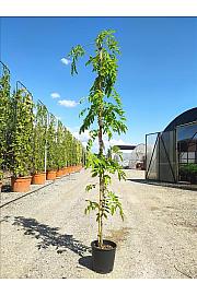 Wisteria Spp. In Cvs  C10 Lit. 200-250 cm (ZEL)