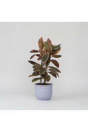 Ficus Belize Ø21 90 cm