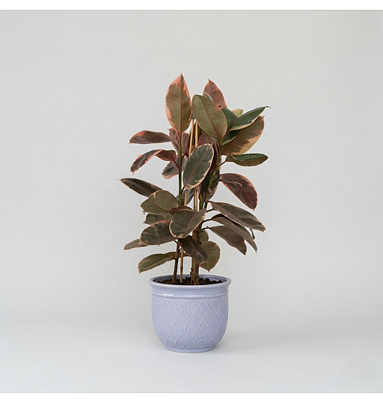 Ficus Belize Ø21 90 cm