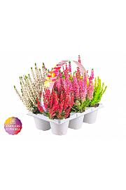 Calluna Beauty Ladies Endless Euphoria Ø 9 6 pack